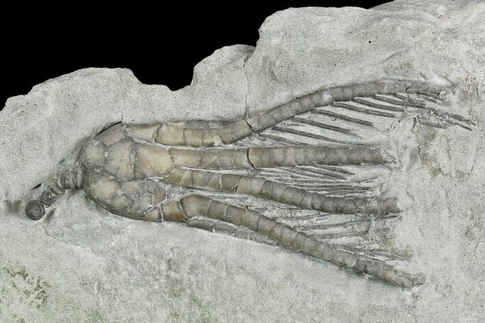 Crinoid (Scytalocrinus) Fossil - Crawfordsville, Indiana #130163